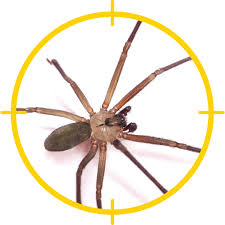 Brown Recluse Spiders