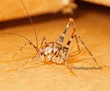 Are camel crickets useful for anything? Camel Cricket Clark Pest Control