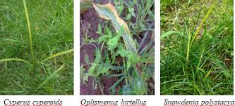 Image result for Cyperus hirtellus