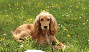 Image result for anglický kokršpaněl