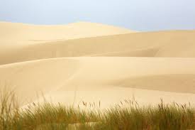 Wandering Through The Oregon Dunes In A Summer Veil Of Gray