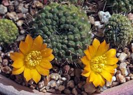 This means that it can store water in its stems, roots, and leaves. Rebutia Marsoneri Cultivated Cacti And Succulents Desert Landscaping Flowers