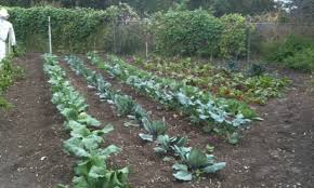Preparing For A Fall Garden Backbone Valley Nursery