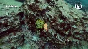 Het is op de dag af drie jaar geleden dat freek vonk tijdens een van zijn reizen werd gebeten door een haai. Luckytv Dit Is Wat Er Echt Gebeurde Met Freek Vonk En Zijn Haaienbeet Sgxl Nl