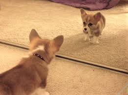 The most wonderful video of corgi puppies growing up and getting to know the world around them. Video Corgi Puppies Having Fun Doggie Outpost