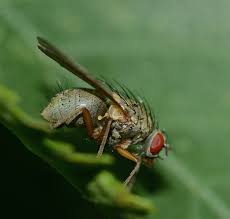 Image result for Helinus spartioides