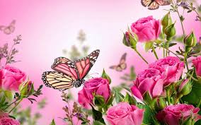 Vlinders Bloemen Google Zoeken Prachtige Vlinders Achtergronden Mooie Achtergronden