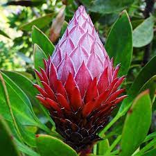 King Protea Bud Just Beginning To Open Flora Flowers Australian Flowers Trees To Plant