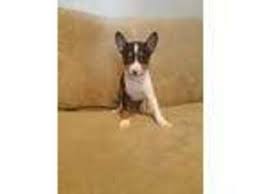 We are expecting a litter of basenji pups around january seventh. Puppyfinder Com Basenji Puppies Puppies For Sale Near Me In Wisconsin Usa Page 1 Displays 10