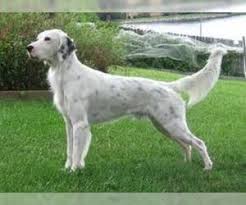 The search tool above returns a list of breeders located nearest to the zip or postal code you enter. English Setter Breed Information And Pictures On Puppyfinder Com