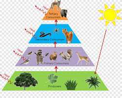 Tropical Rainforest Food Web | Science Project | Education.Com