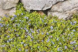 Image result for Vaccinium