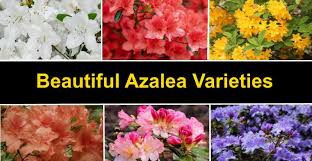 Gumpo azaleas bloom later than other varieties, with flowers appearing in late may and june. Types Of Azaleas Amazing Varieties Of Azaleas Rhododendron Spp