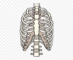 If you want to use this image on holiday posters, business flyers, birthday invitations, business coupons, greeting cards, vlog covers, youtube videos, facebook. Draw Rib Cage Hd Png Download Ribs Rib Cage Png Free Transparent Png Images Pngaaa Com