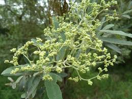 Image result for Buddleja saligna