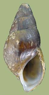 Image result for Pleurostylia africana