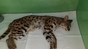 Trend Google: gattopardo