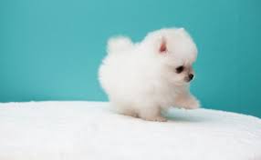 How To Take Care Of Newborn Pomeranian Puppies Spinning Pom