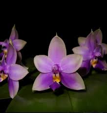 Image result for Emilia violacea