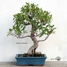 Bonsai Ficus Retusa 13 Ans Ref 19130216 1