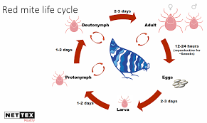Image result for red mite