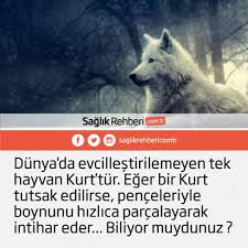 Faydali Bilgiler Bilgi Biliyor Muydunuz Ilginc Gercekler