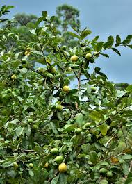 Image result for Psidium guajava