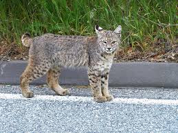 The erickson's dogs received puncture wounds but will be alright because their rabies shots were up to date and they received an additional. Bobcat Involved In Attacks On Ct Golfer Horse Confirmed Rabid Furbearer Conservation