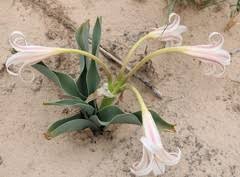 Image result for Crinum crassicaule