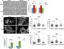 Share a gif and browse these related gif searches. Scribble Lgl1 And Myosin Ii Form A Complex In Vivo To Promote Directed Cell Migration Molecular Biology Of The Cell