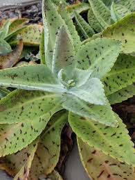 Image result for Hypericophyllum