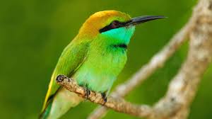 Green Bird Wallpapers Bird Wallpaper Bird Green Bird