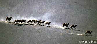 This species is wild and believed to be the ancestor of the modern, domesticated llama. Species Of The Week Bactrian Camel Edge Of Existence