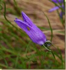 Maybe you would like to learn more about one of these? In Valgrande Flora Fiori Di Colore Blu Violetto