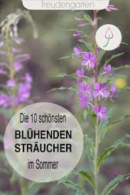 Im Sommer Bluhende Straucher Blumenbeetanlegen Die 10 Schonsten Straucher Die Den Ganzen Sommer Im Garten Bluhen Pflanzen Gartenteich Bepflanzen Bepflanzung