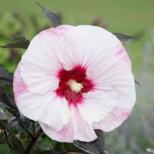 Image result for Hibiscus platycalyx