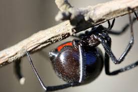 Black widows are known for their deadly bites as they are highly poisonous arachnids. The Black Widow Spider The Cold Hard Facts Owlcation