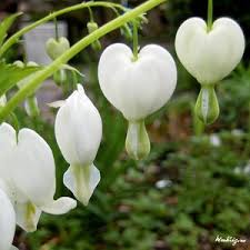 Black And White Bleeding Heart Flower Images The Bleeding Heart Plant Growing Tips Bleeding Heart Shade Flowers Plants
