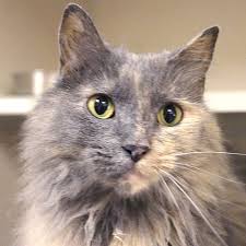 Adopted Sarah Is An 8 Year Old Spayed Female Dilute Tortie Domestic Long Hair Cat If A Sweet Gentle Cat Aesthetic Calico Cat Personality Calico Cat Facts