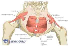 In conclusion, ar content differs greatly between human neck and limb muscles. Pelvic Floor Exercises Which Are Right For Me Lakeview Physiotherapy Blog