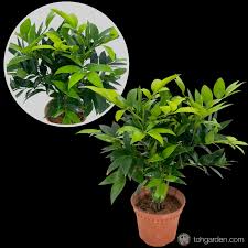 Image result for Nageia nagi