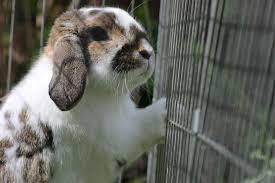 How Long Can You Leave A Rabbit In A Cage Petsial