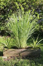Similarly, it is asked, how do you take care of lemongrass in the winter? How To Use Lemongrass In Diy Skincare Little Green Dot