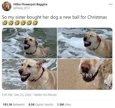 Weekly Treat Animal Tweets December 28st 2020 In 2021 Animals Cute Funny Animals Funny Animals