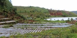 Peranan klasik dari sektor pertanian dalam perekonomian nasional adalah penyediaan bahan pangan bagi penduduk indonesia yang saat ini sudah berjumlah 220 juta jiwa. Tiga Masalah Utama Sektor Pertanian Nasional Apa Saja