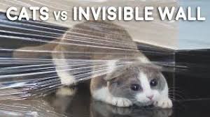 Sad & cursed (and cute) cats. Cats Vs Invisible Wall Compilation Youtube