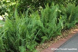 Image result for Nephrolepis biserrata