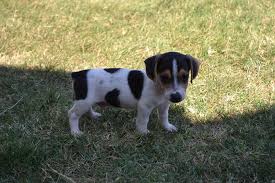 Satilik Jack Russell Terrier Yavrulari Kanka Kopek