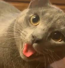 Ben Bir Kediyim Miyuw Adli Kullanicinin Her Baktiginizda Sizi Mutlu Edecek Kediler Panosundaki Pin 2020 Kedi