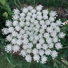 Image result for Apiaceae